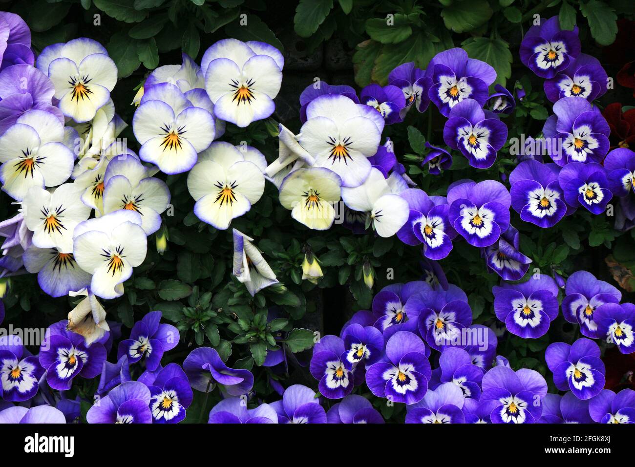 Brightly colored pansy flowers in full bloom Stock Photo