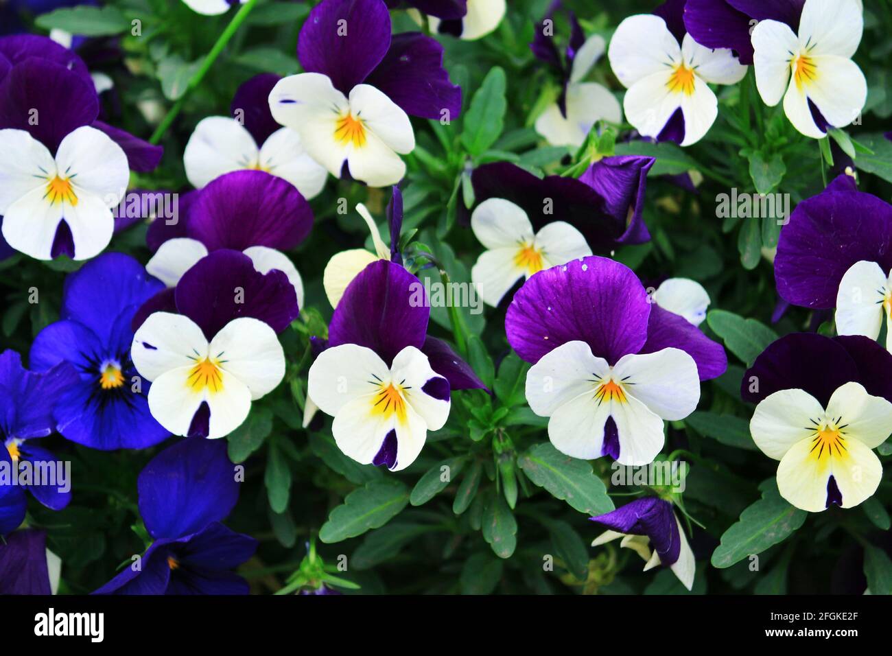 Brightly colored pansy flowers in full bloom Stock Photo