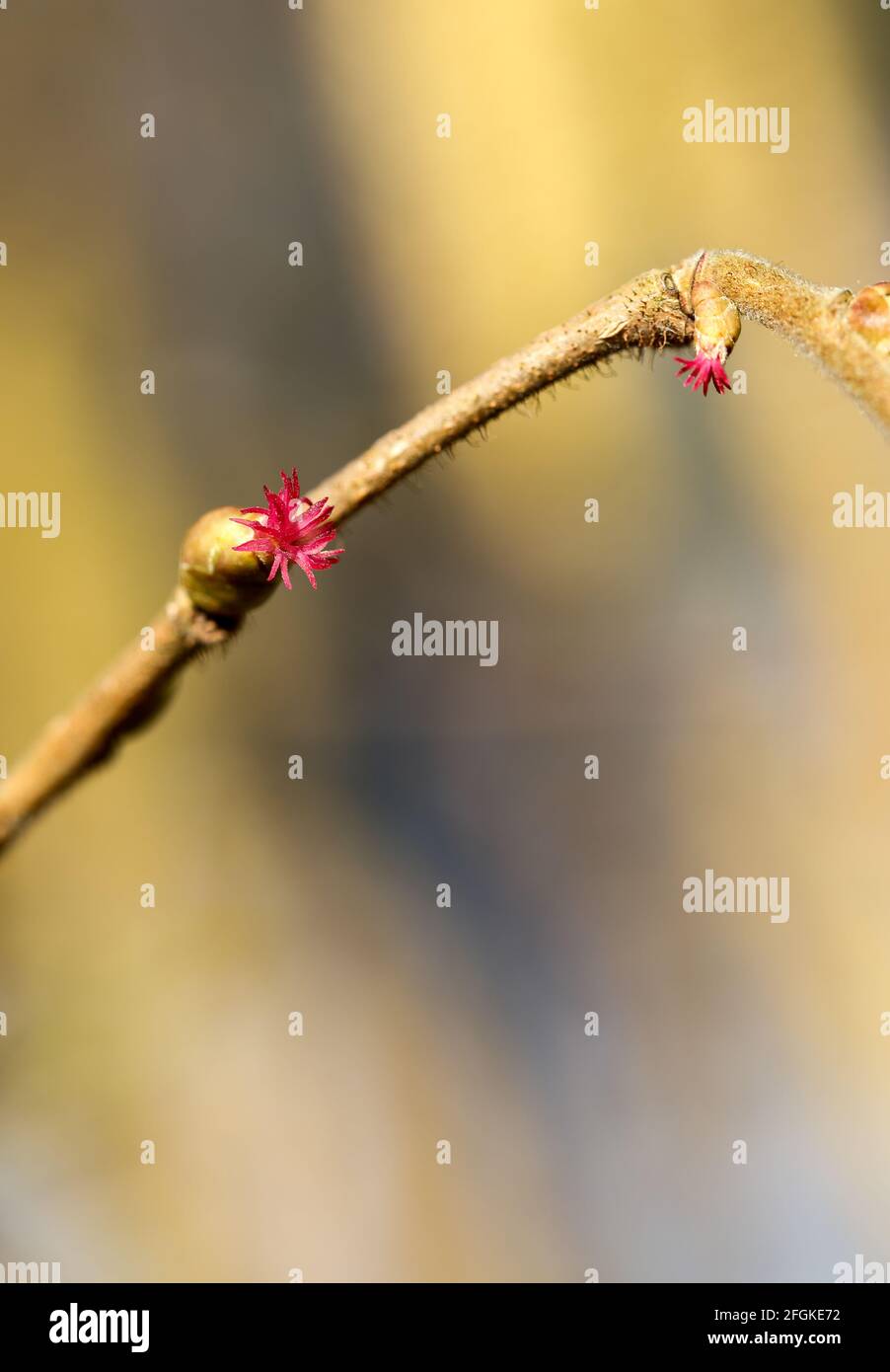 Common hazel flowering (Corylus avellana) Stock Photo
