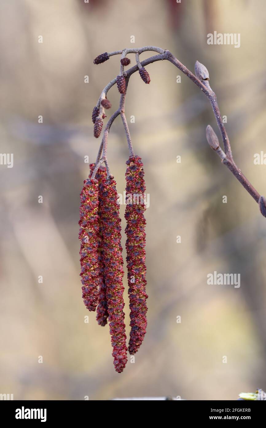 European alder flowering (Alnus glutinosa) Stock Photo