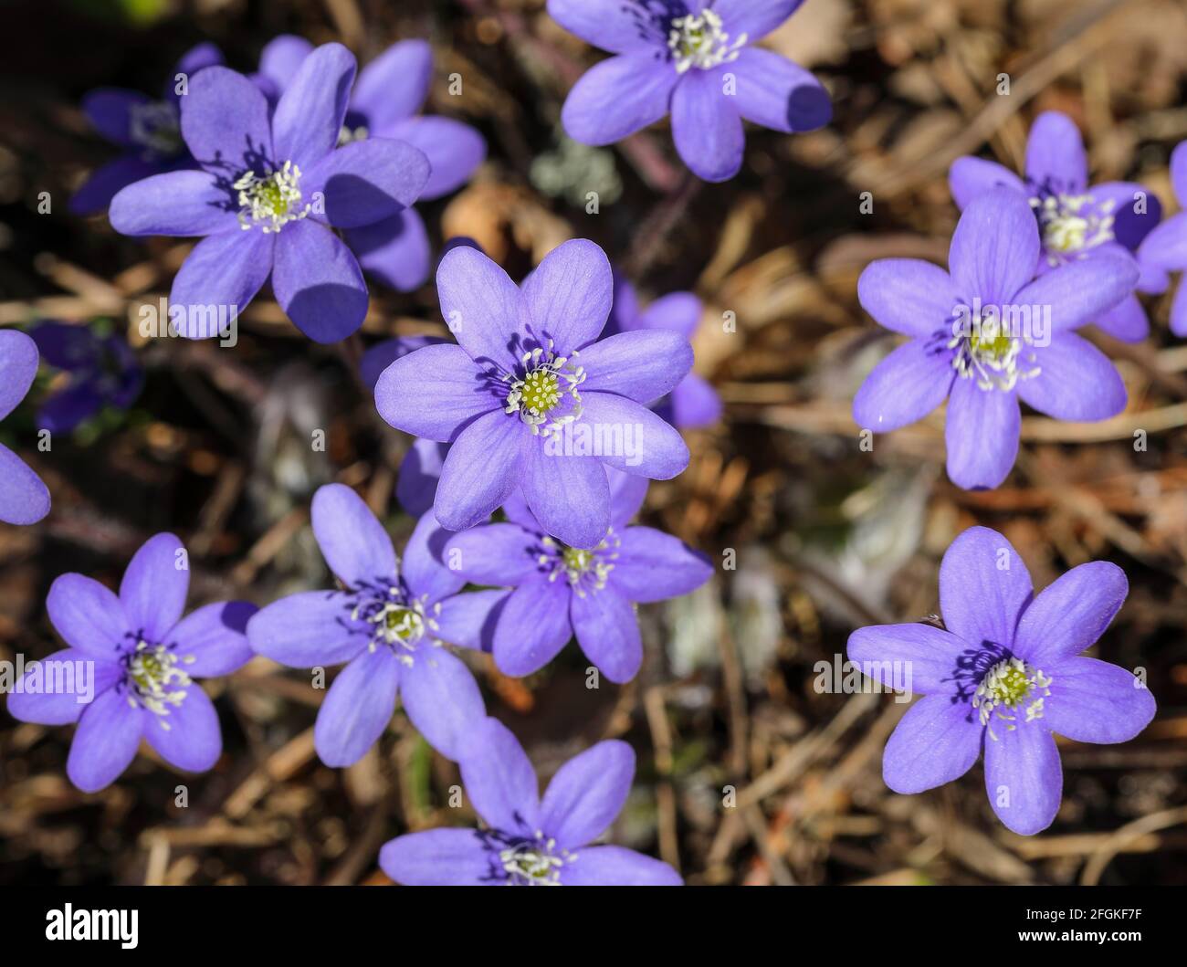 Common hepatica flowering (Hepatica nobilis) Stock Photo