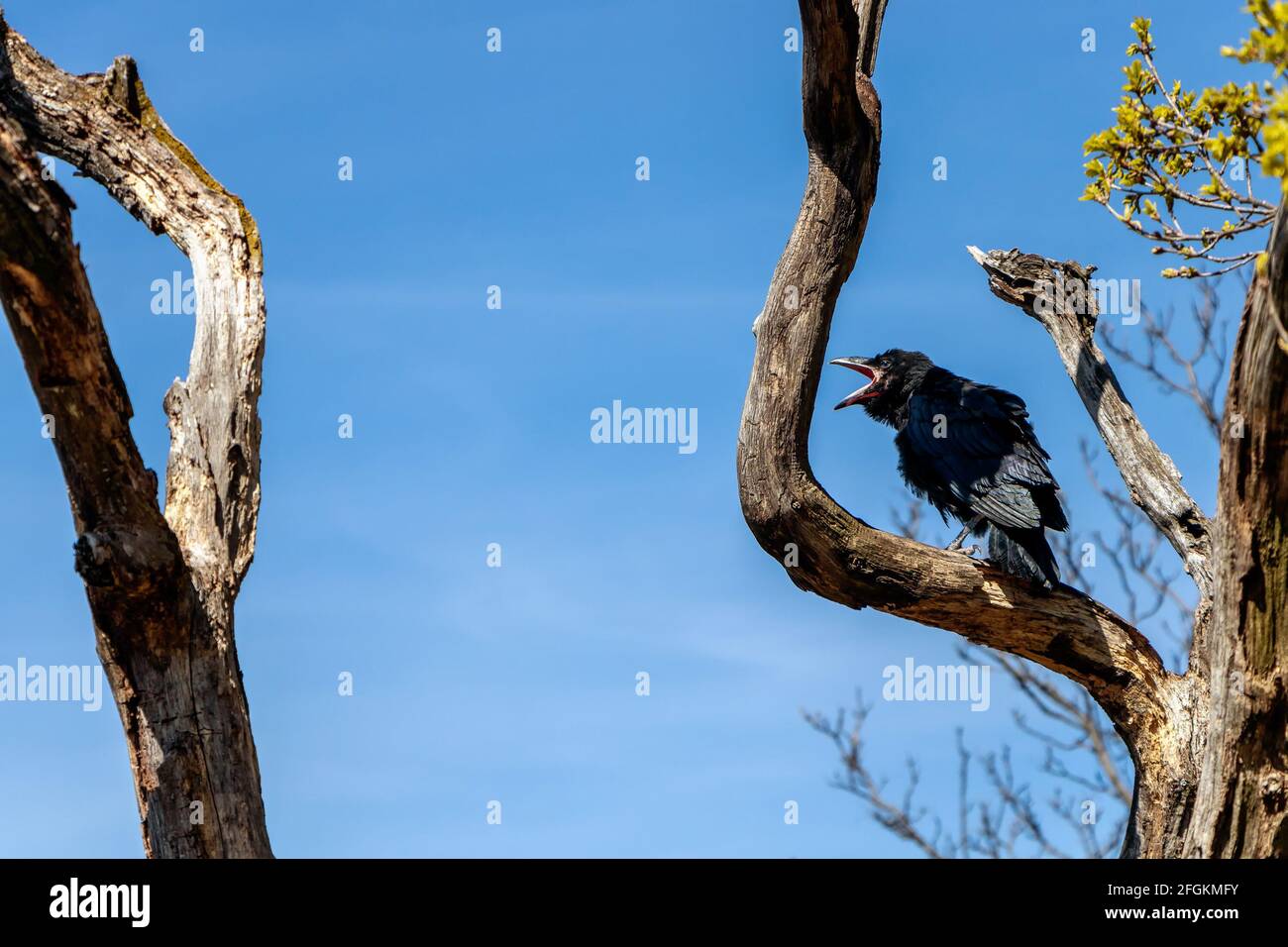 Corvus corax common raven sitting on a dry tree croaking Stock Photo