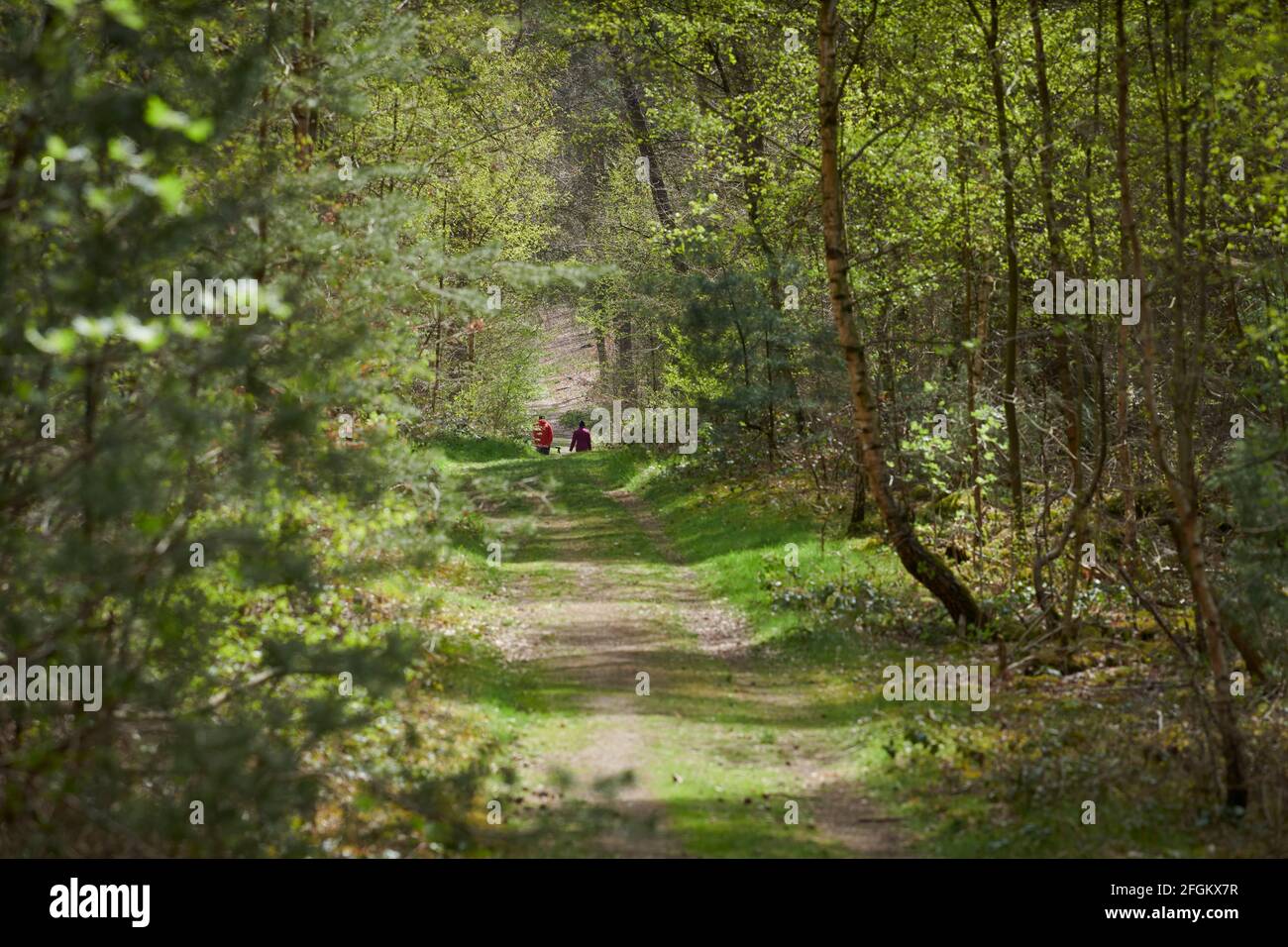 Naturaufnahmen im Waldgebiet 'die Haard' gehoerend zu Gebiet Hohe Mark. Die Bilder wurden im Fruehling gemacht. Stock Photo
