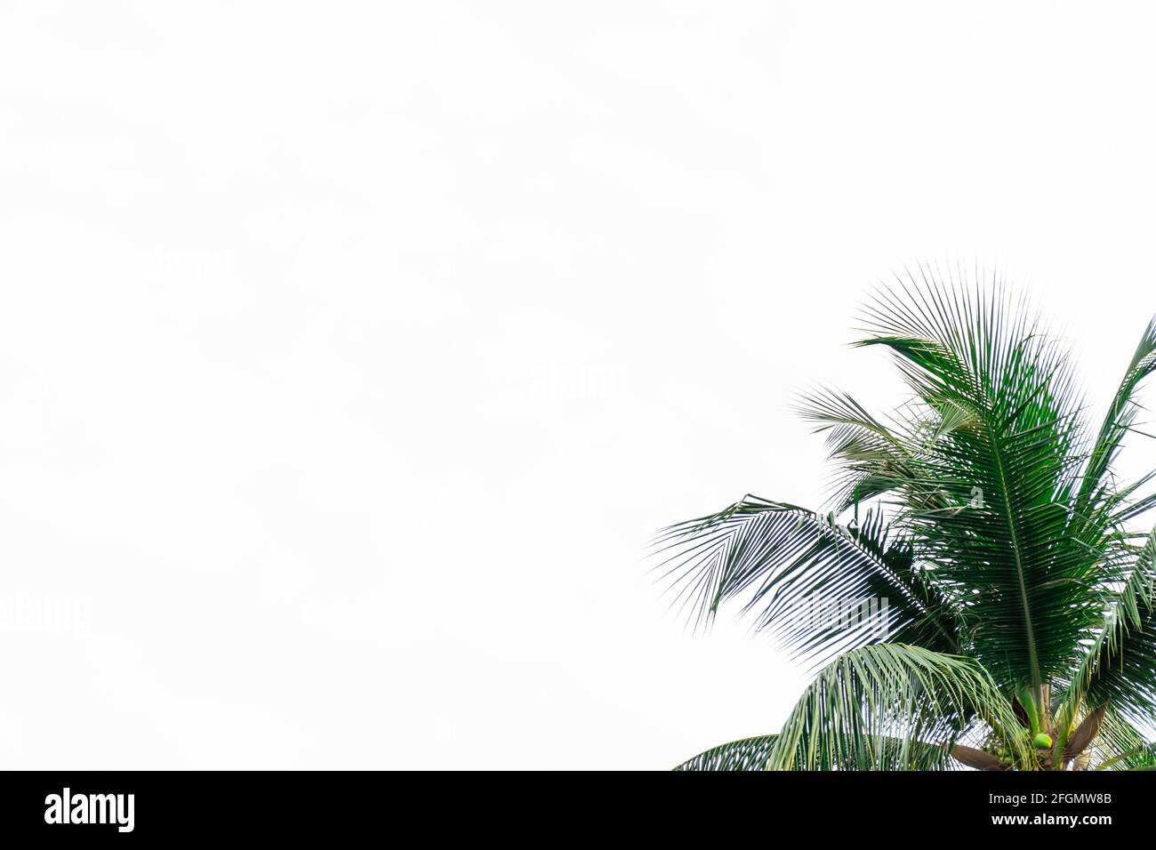 Coconut leaf frame isolate on white background whit copy space, Summer concept. Stock Photo