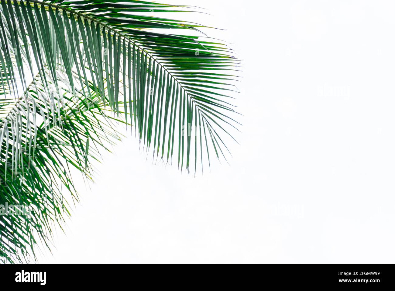 Coconut leaf frame isolate on white background whit copy space, Summer concept. Stock Photo