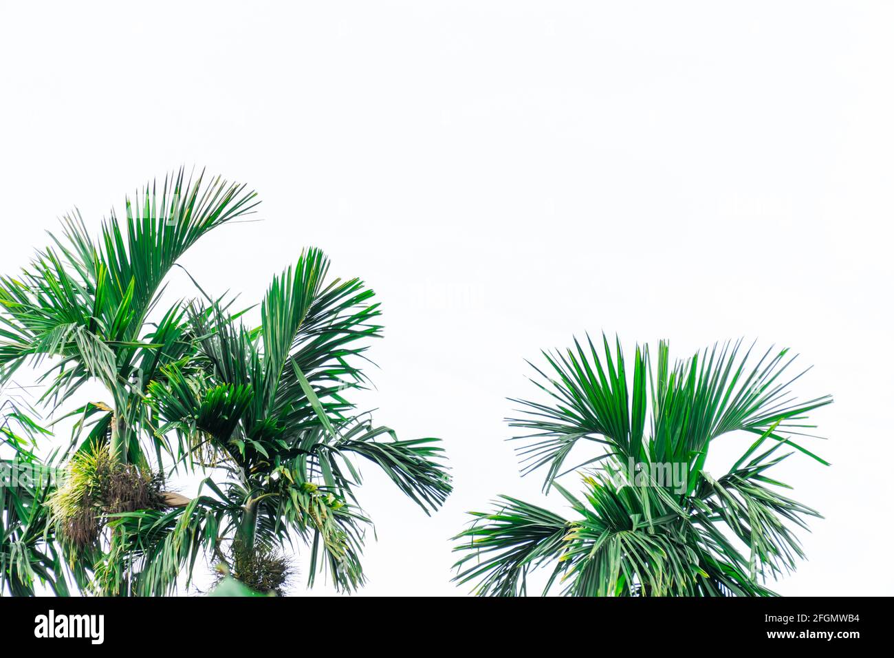 palm green leaf isolated on white background Stock Photo - Alamy