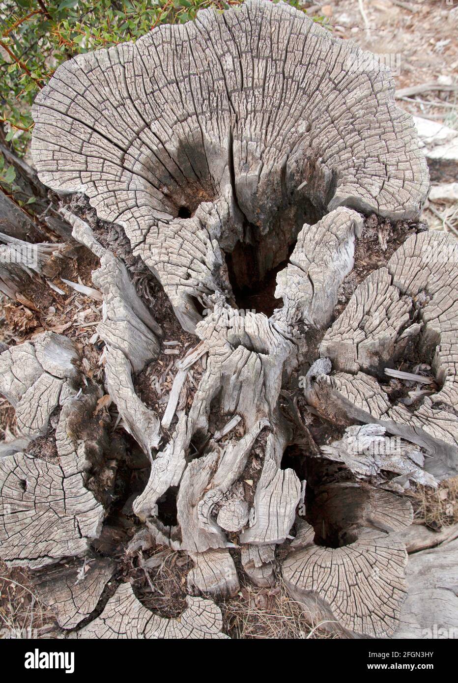 Wooden cross section . Abstract wood texture background Stock Photo - Alamy