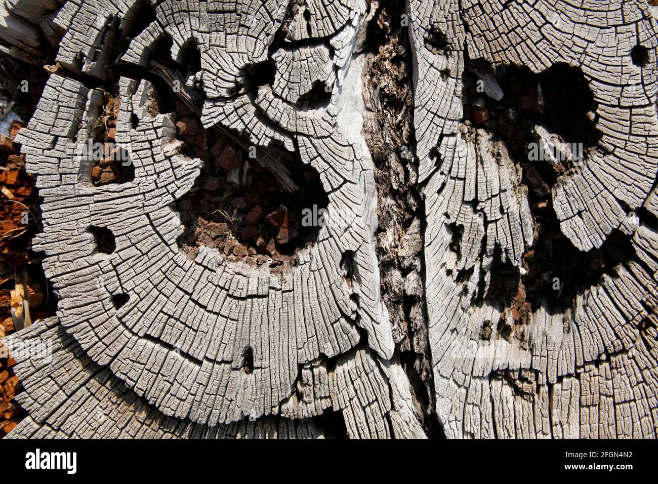 Wooden cross section . Abstract wood texture background Stock Photo - Alamy