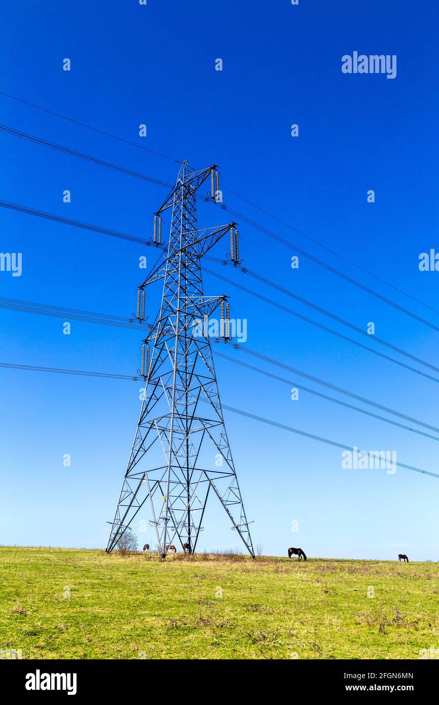 Horses and an electicity pylon in a field in Baldock countryside, Hertfordshire, UK Stock Photo