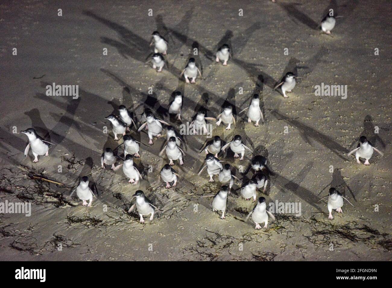 (210425) -- DUNEDIN, April 25, 2021 (Xinhua) -- Little blue penguins are seen at a natural reserve in Dunedin, South Island of New Zealand, April 22, 2021. After a day of fishing, little blue penguins came ashore and returned home to their nests under the cover of darkness in Dunedin.Little blue penguin is the world's smallest penguin at just 25-35cm tall, and weighs around 1 to 1.5kg. It is found in many places around New Zealand and Australia.  World Penguin Day is a celebratory and educative initiative on April 25, which encourages people to learn more about penguins and their environment. Stock Photo