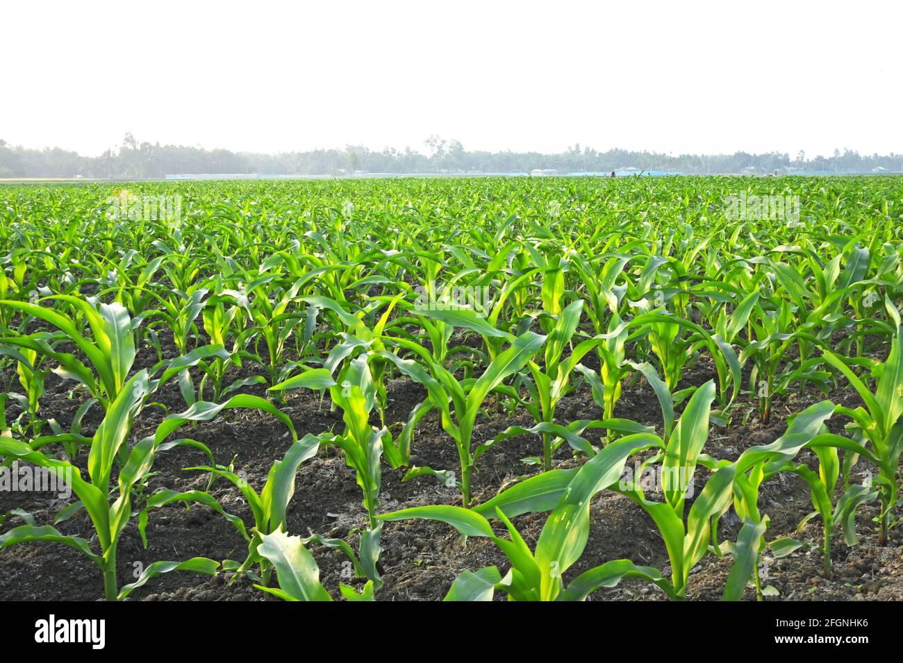 green maize field and natural area Stock Photo