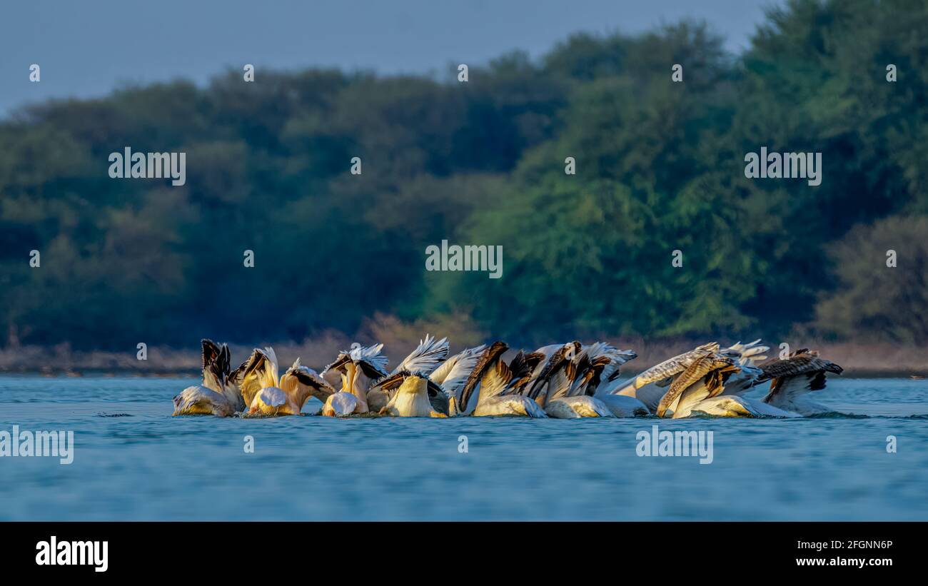 Great White Pelicans fishing together in open water at Thol lake, in