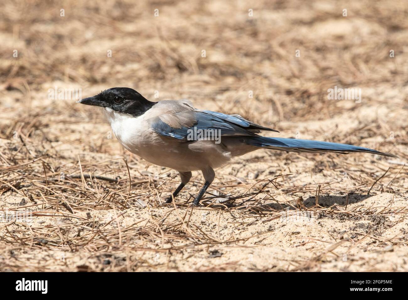 Iberian magpie or azure-winged magpie, Cyanaopica cooki, single adult standing on the ground, Coto Donana, Seville, Spain Stock Photo