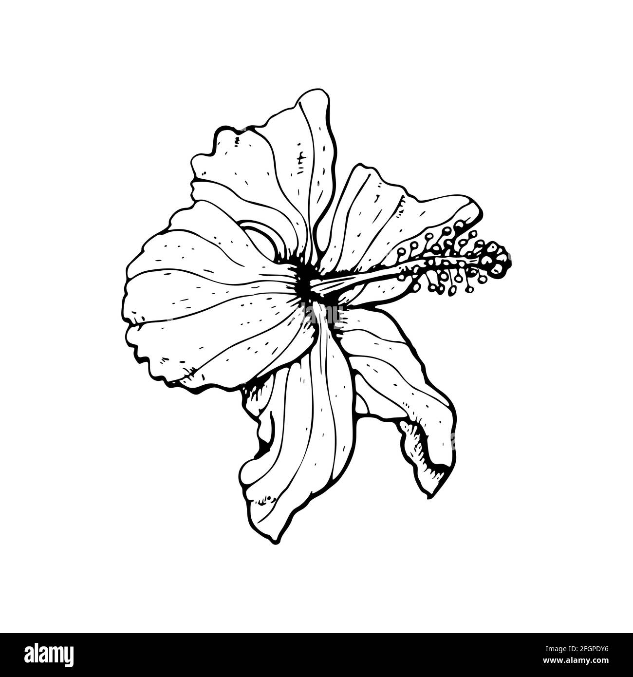 Line art hibiscus flower with black outline isolated on white background. Stock Vector