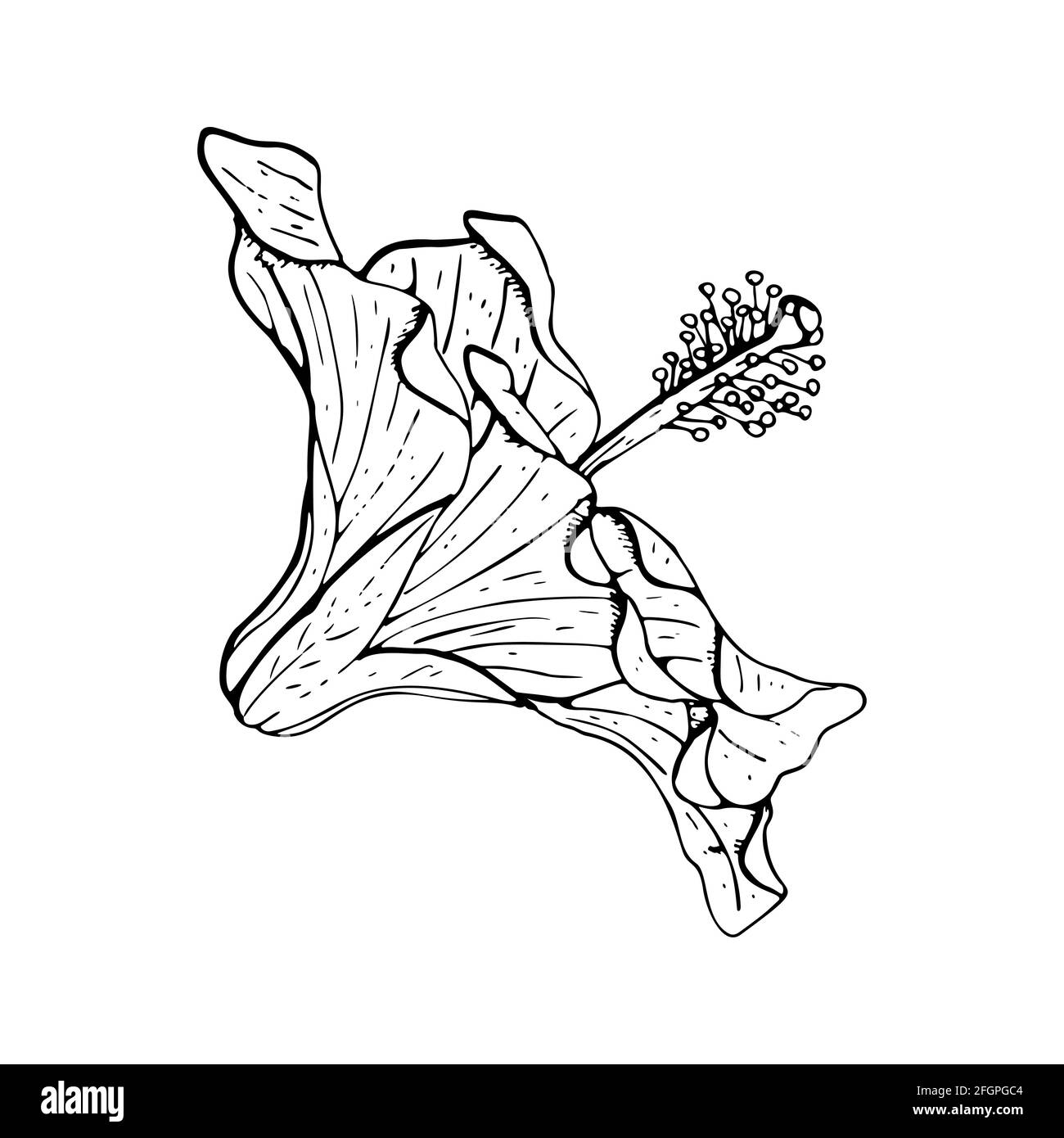 Line art hibiscus flower with black outline isolated on white background. Stock Vector