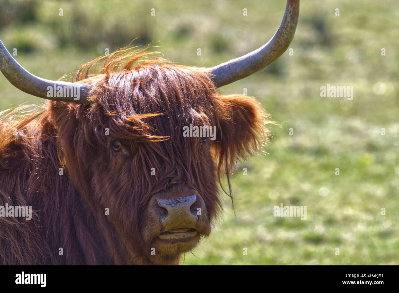 Black and white highland cattle hi-res stock photography and images - Alamy