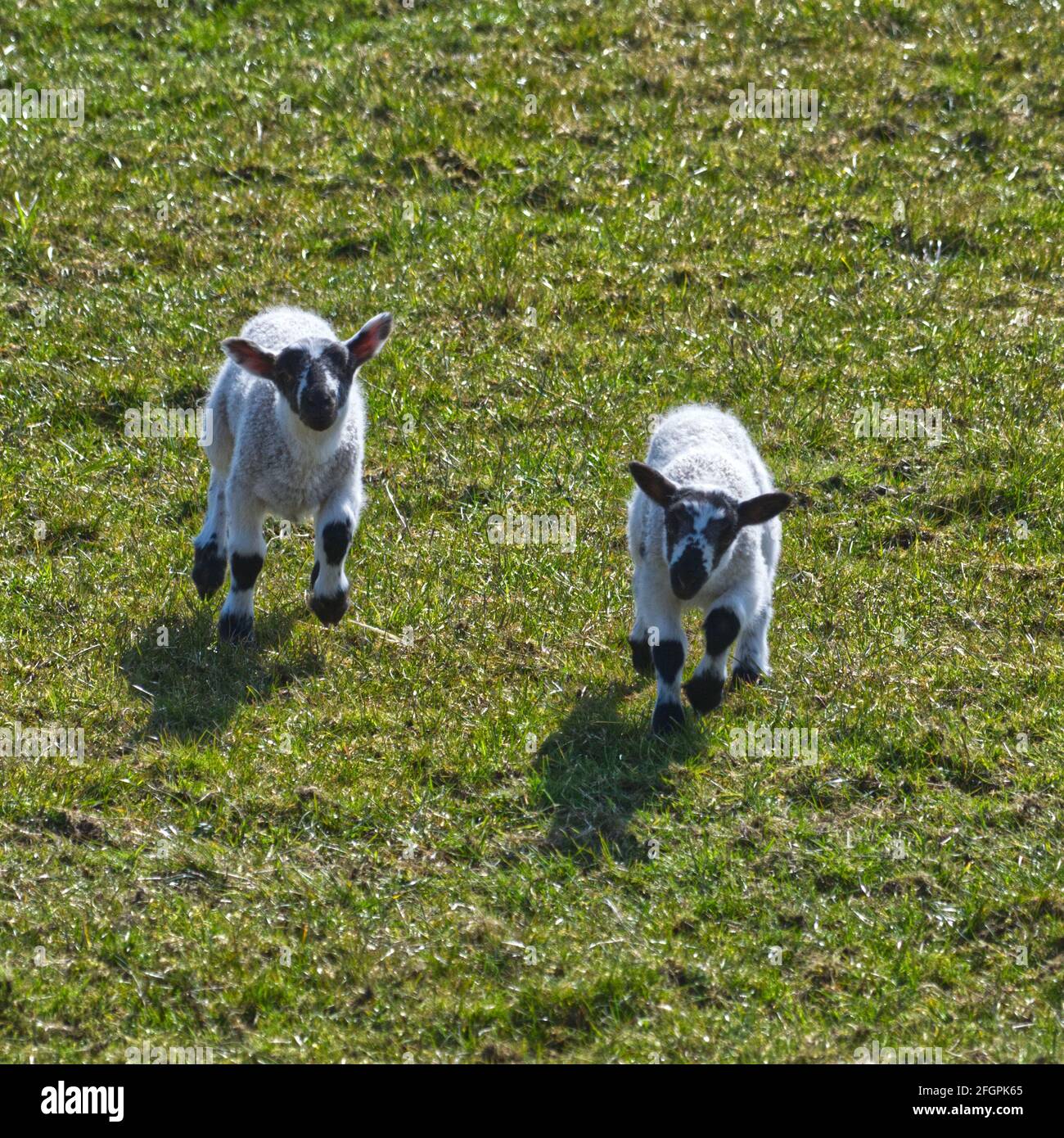 Scottish Blackface Sheep Stock Photo Alamy