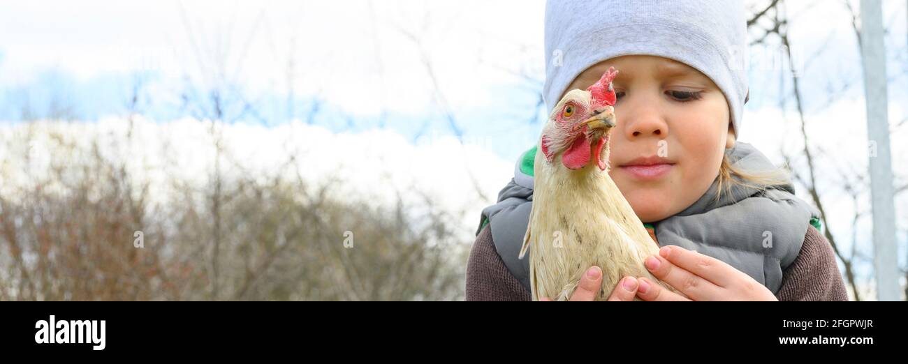 cute little four year old kid boy holding in hands a white chicken in nature outdoor Stock Photo