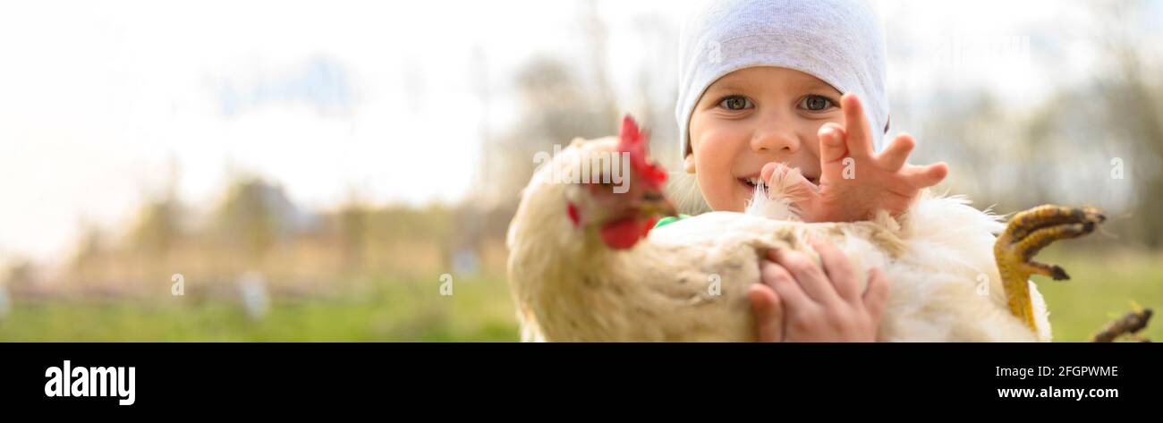 cute little four year old kid boy holding in hands a white chicken in nature outdoor Stock Photo
