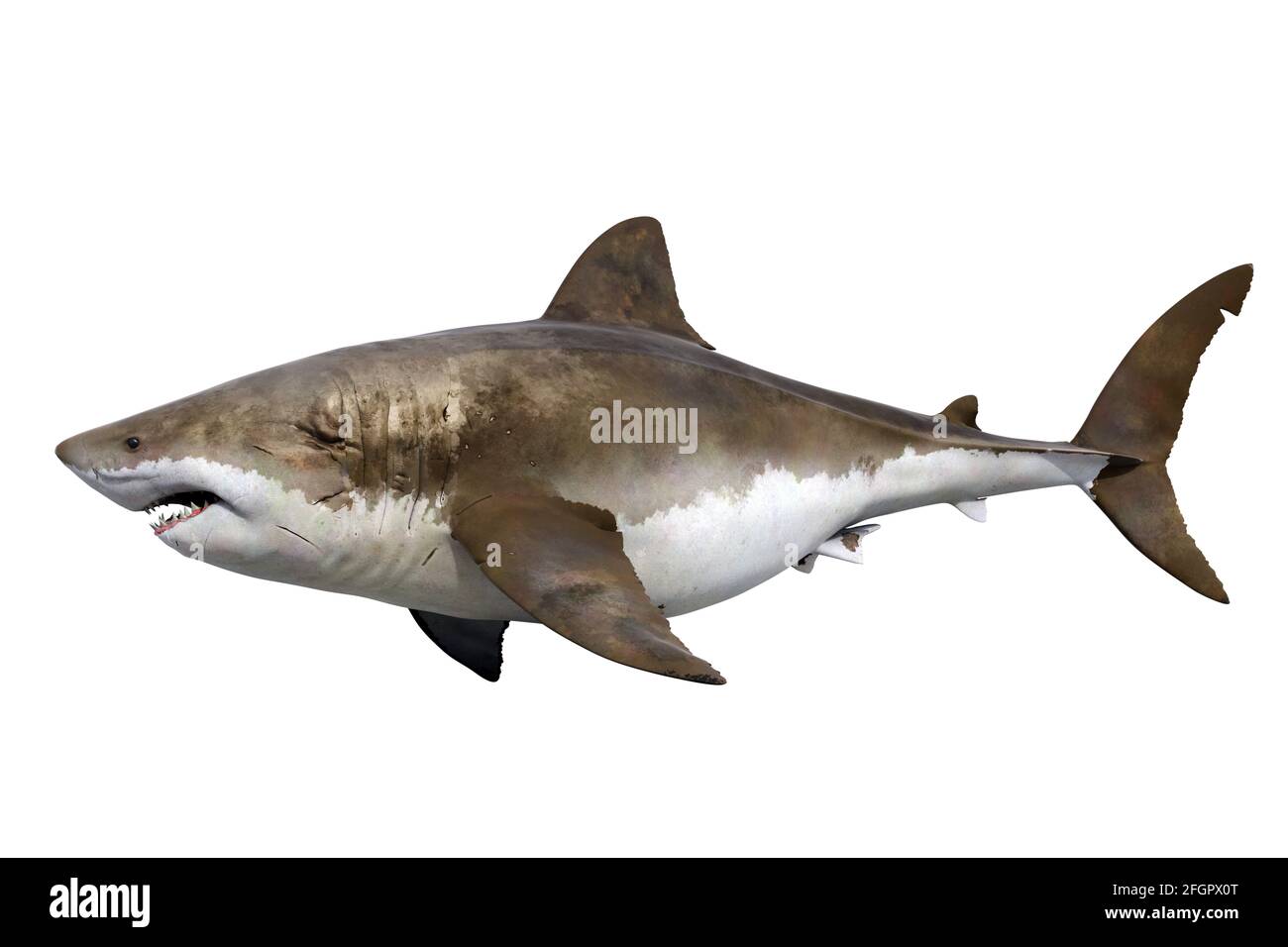 Otodus hi-res stock photography and images - Alamy