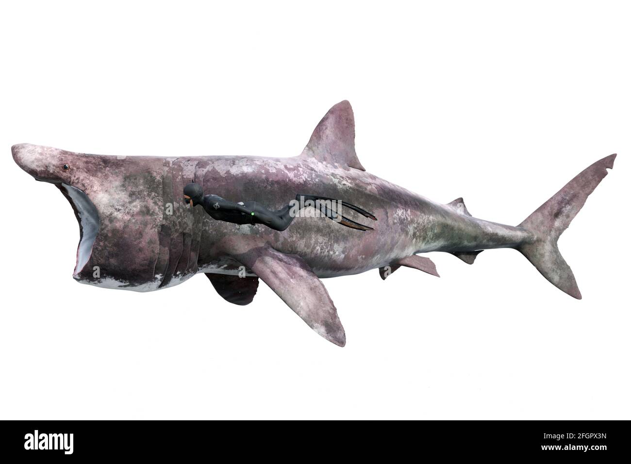 Basking shark, Cetorhinus maximus, and diver on white background Stock Photo