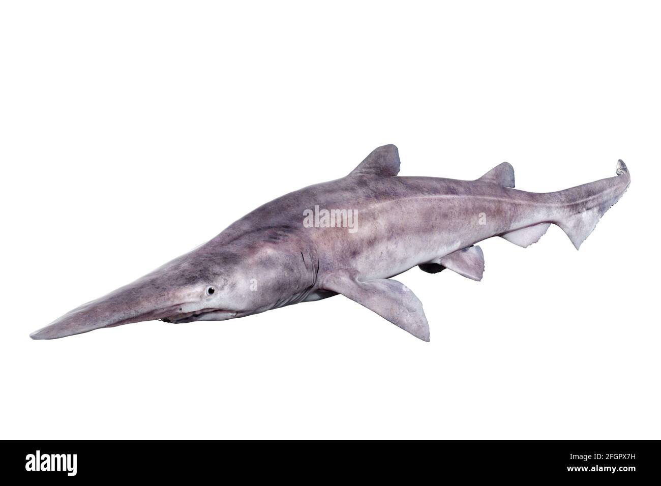 Goblin Shark Eating Fish
