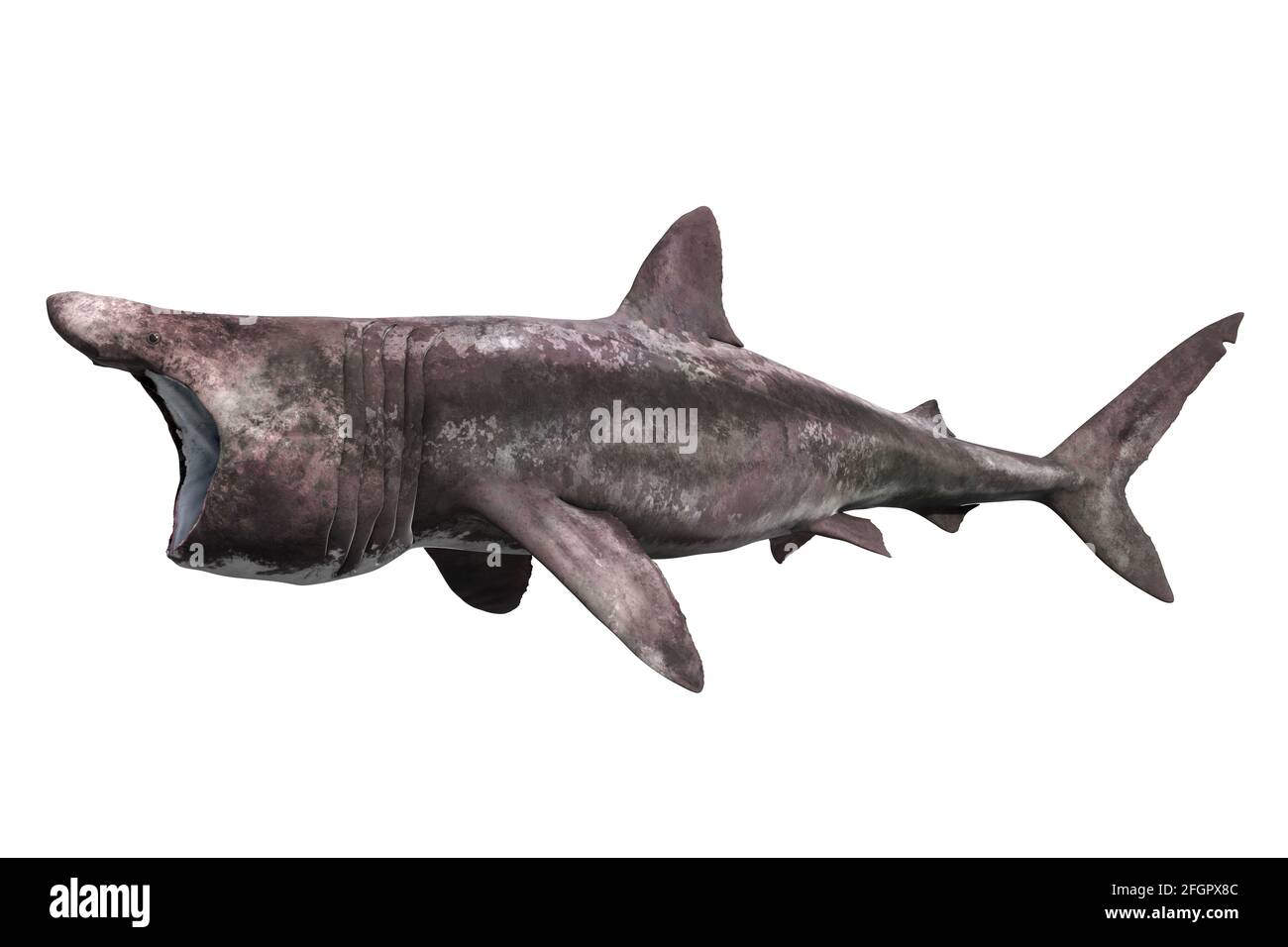 Basking shark, Cetorhinus maximus, on white background Stock Photo