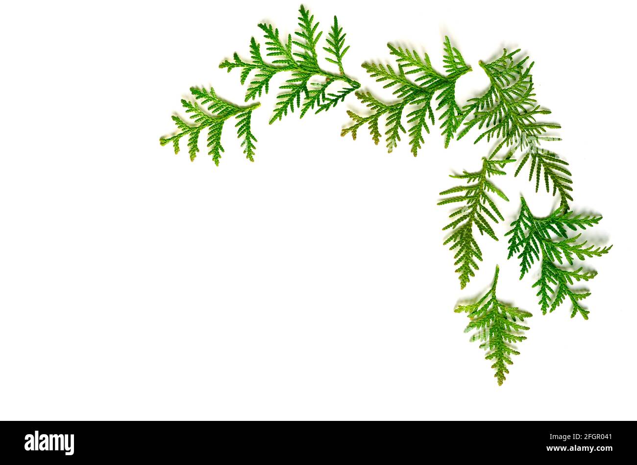frame of twigs of thuja isolated on a white background. Christmas card concept. space for text Stock Photo