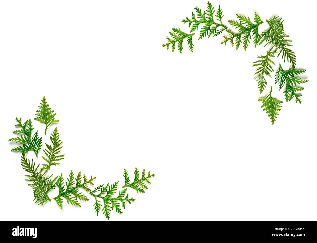 frame of twigs of thuja isolated on a white background. Christmas card concept. space for text Stock Photo