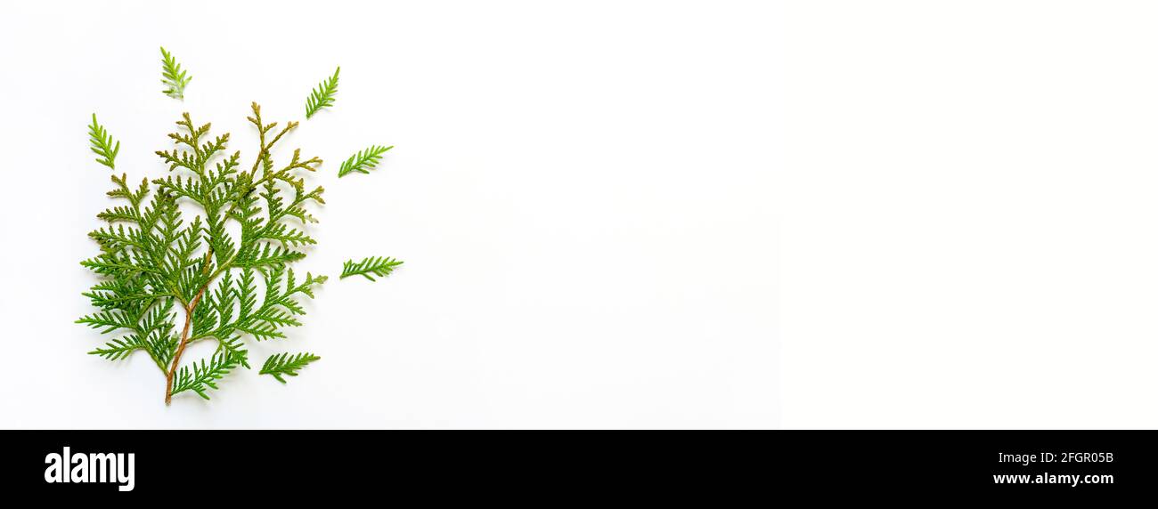 thuja branch isolated on a white background. Christmas card concept. space for text. banner Stock Photo