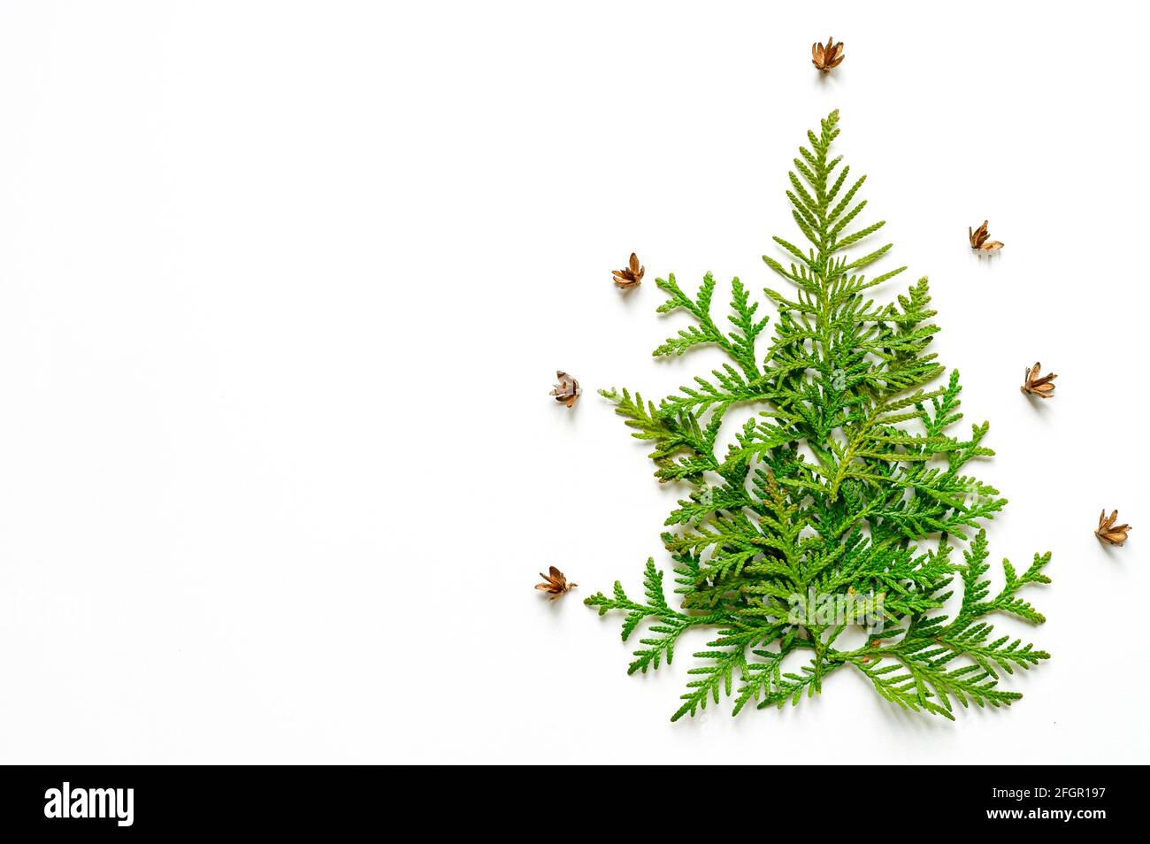 composition of twigs of thuja and tiny cones in the shape of a Christmas tree, isolated on a white background. Christmas card concept. space for text Stock Photo