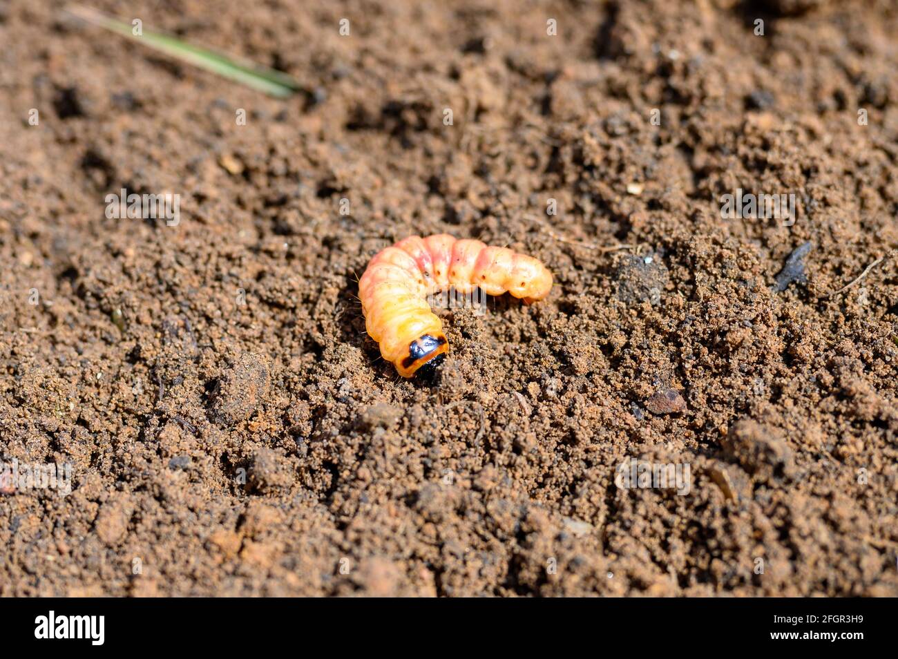 cossus cossus caterpillar of a wood worm odorous or willow insect pest ...