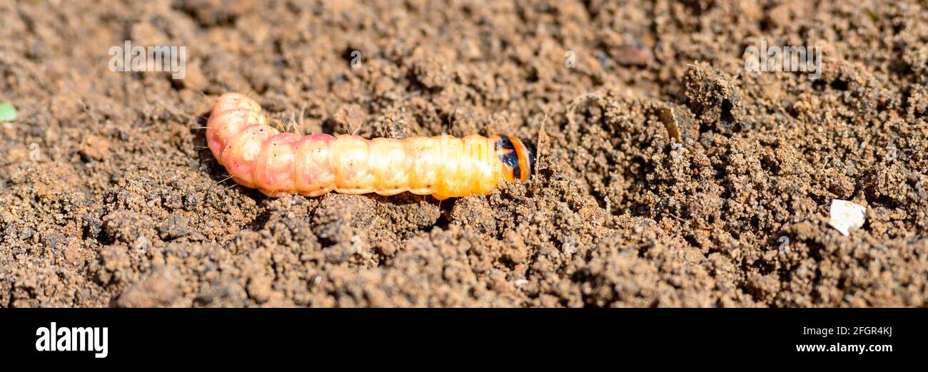 cossus cossus caterpillar of a wood worm odorous or willow insect pest on the soil. banner Stock Photo