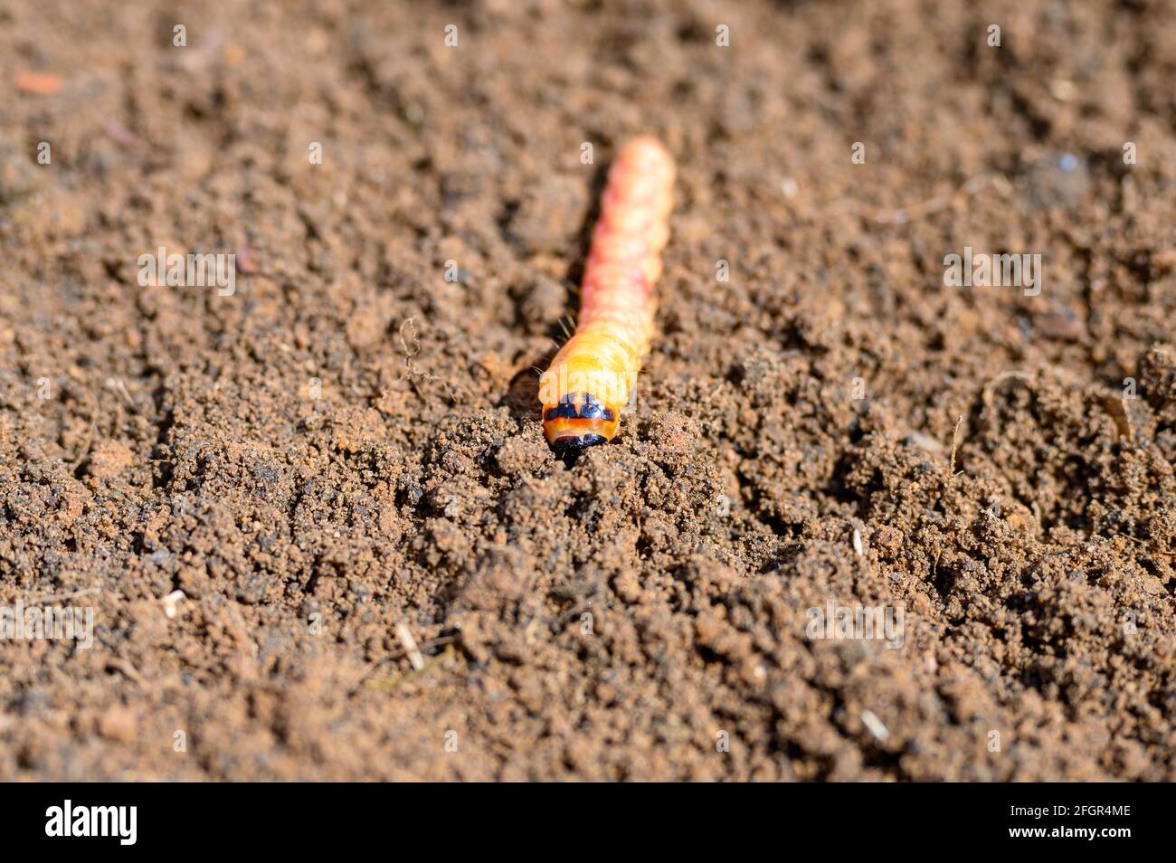 cossus cossus caterpillar of a wood worm odorous or willow insect pest ...