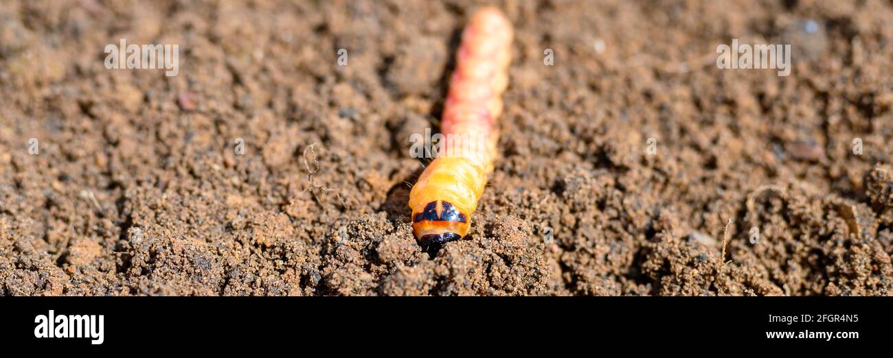 cossus cossus caterpillar of a wood worm odorous or willow insect pest on the soil. banner Stock Photo