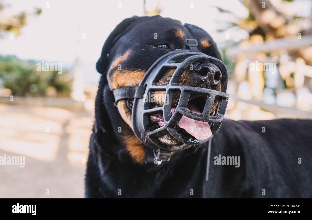 Rottweiler with outlet muzzle
