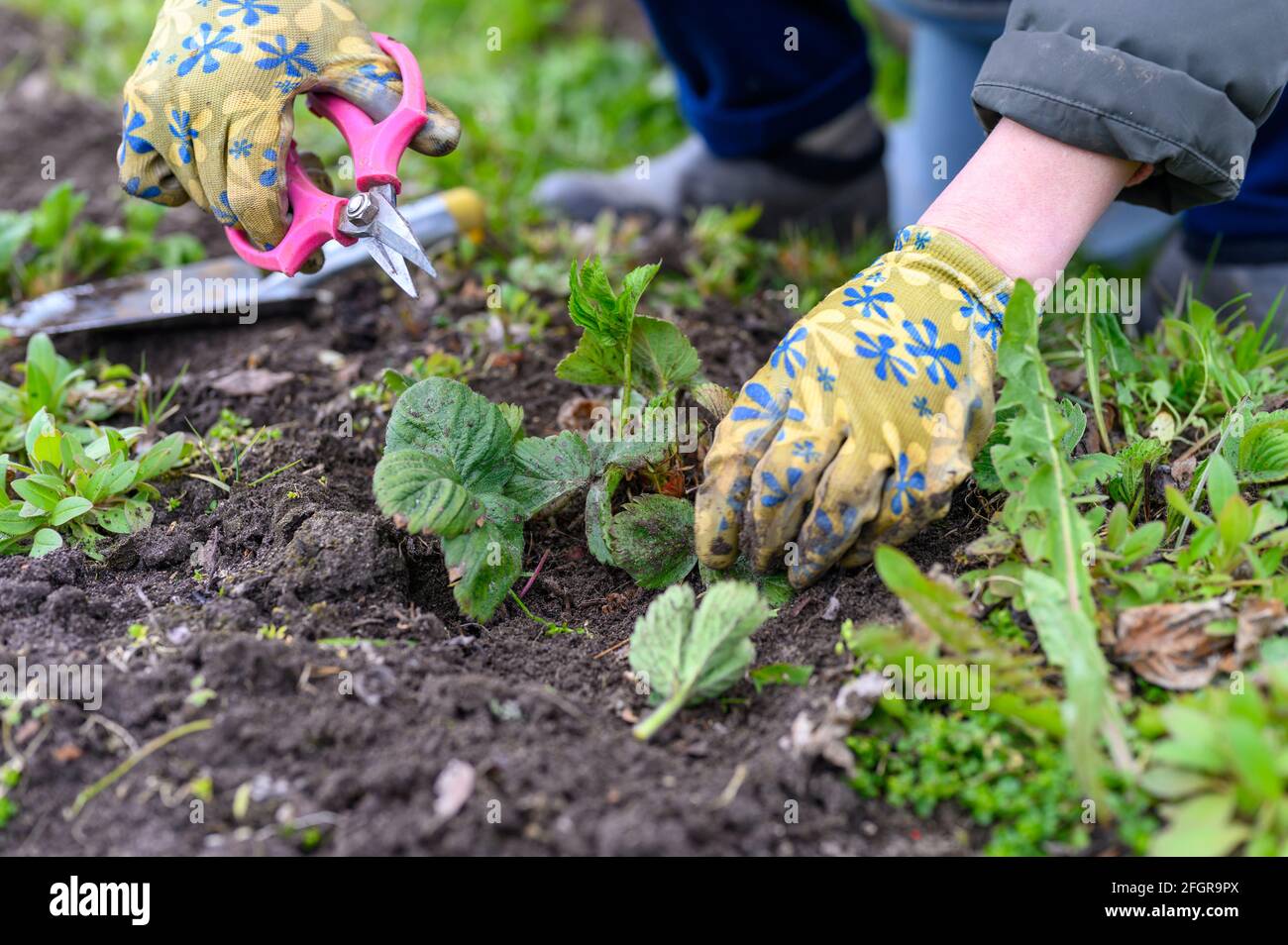 spring pruning and weeding of strawberry bushes. women's hands in