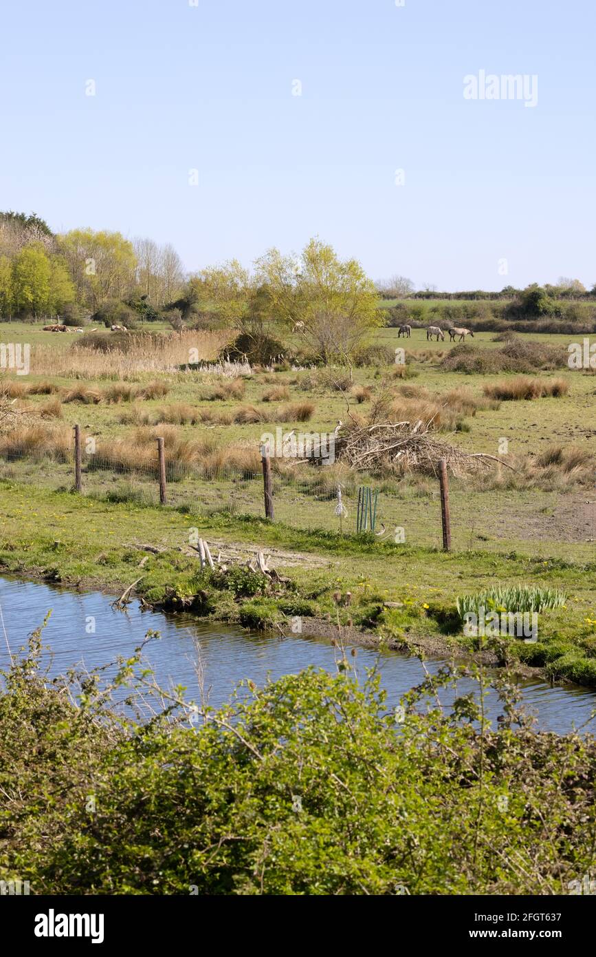 Kingfisher Bridge Nature Reserve, landscape view of british countryside at Wicken, Cambridgeshire UK Stock Photo
