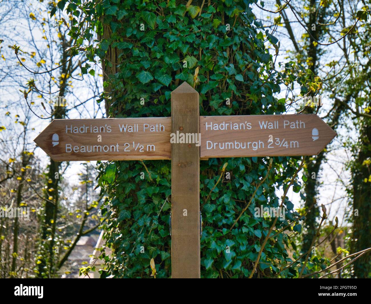 A new wooden sign post in front of an ivy covered tree on the Hadrian's Wall Path between Drumburgh and Beaumont. Stock Photo