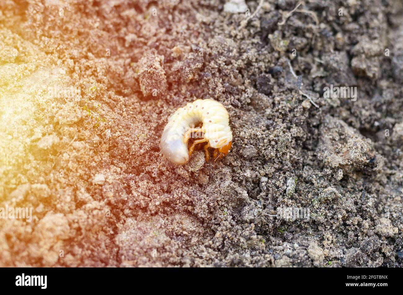 the larva of the may beetle or cockchafer bug on the loosened soil ...