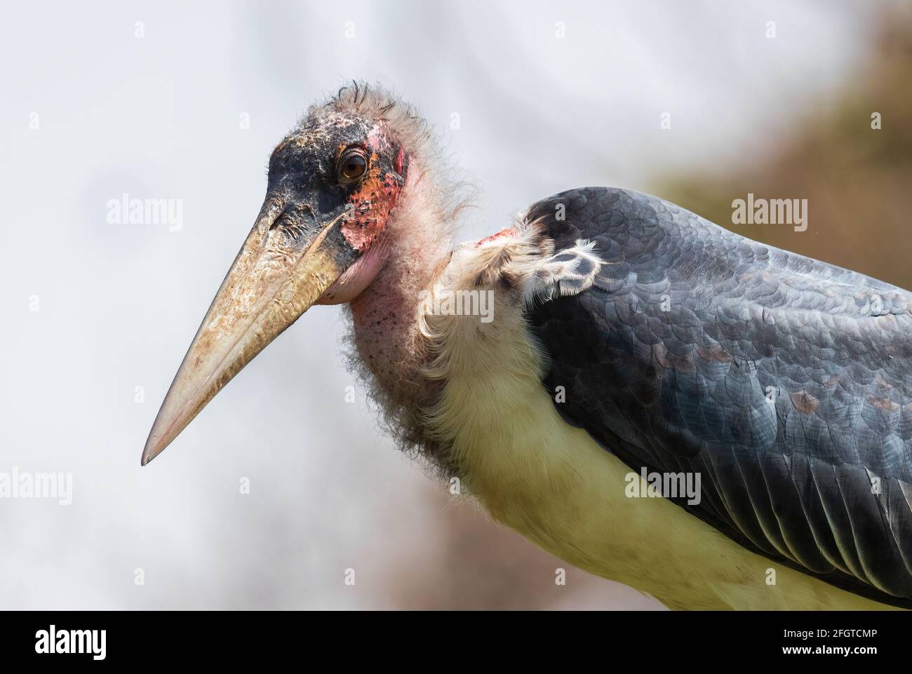 Marabou Stork - Leptoptilos crumeniferus, large stork from African woodlands, bushes and lake shores, lake Ziway, Ethiopia. Stock Photo