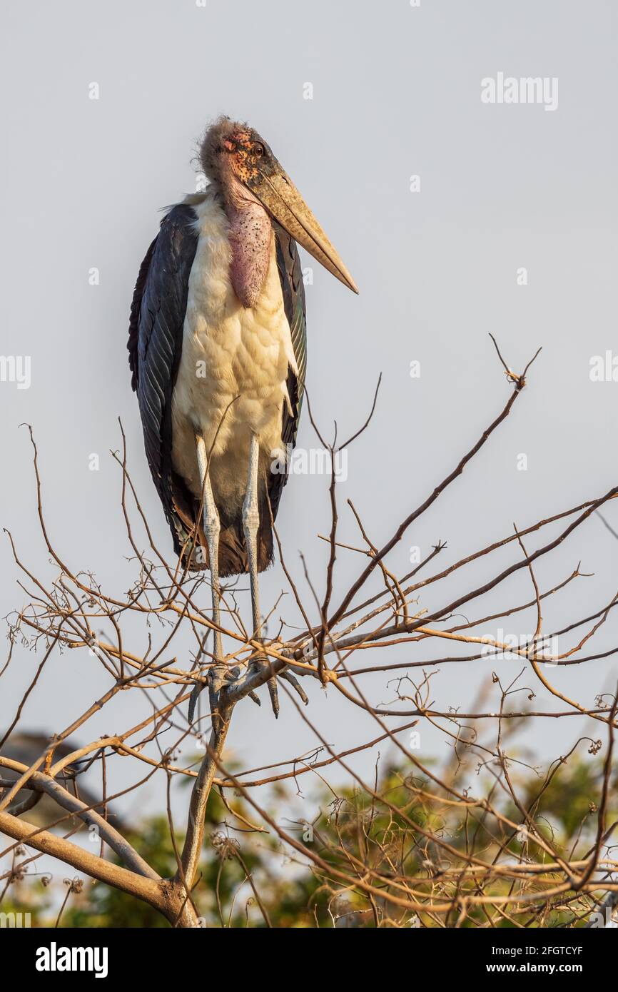 Marabou Stork - Leptoptilos crumeniferus, large stork from African woodlands, bushes and lake shores, lake Ziway, Ethiopia. Stock Photo