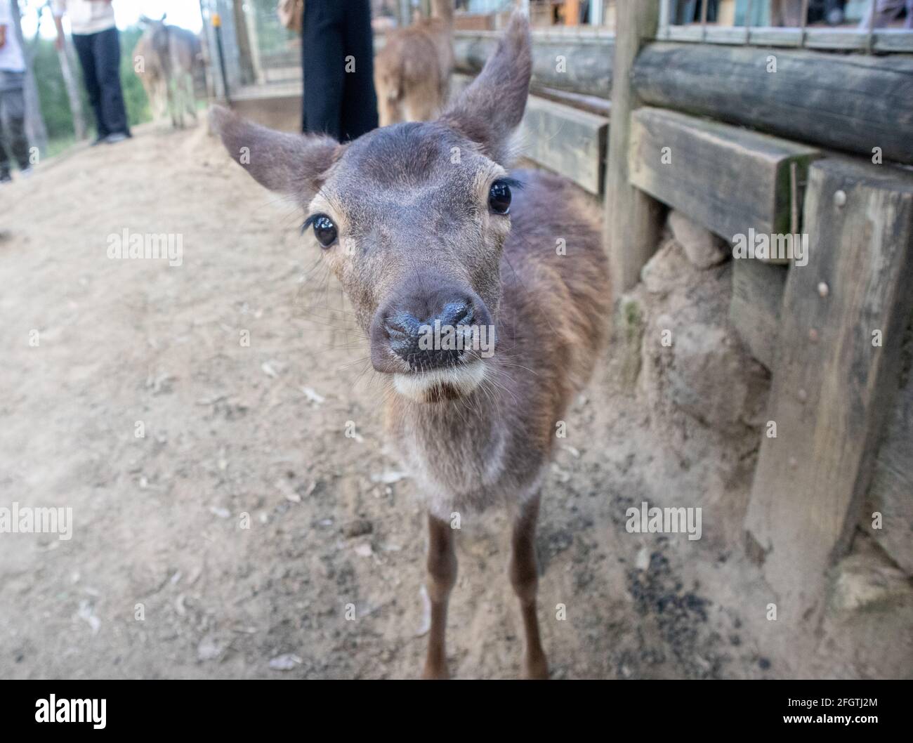 Curious deer Stock Photo