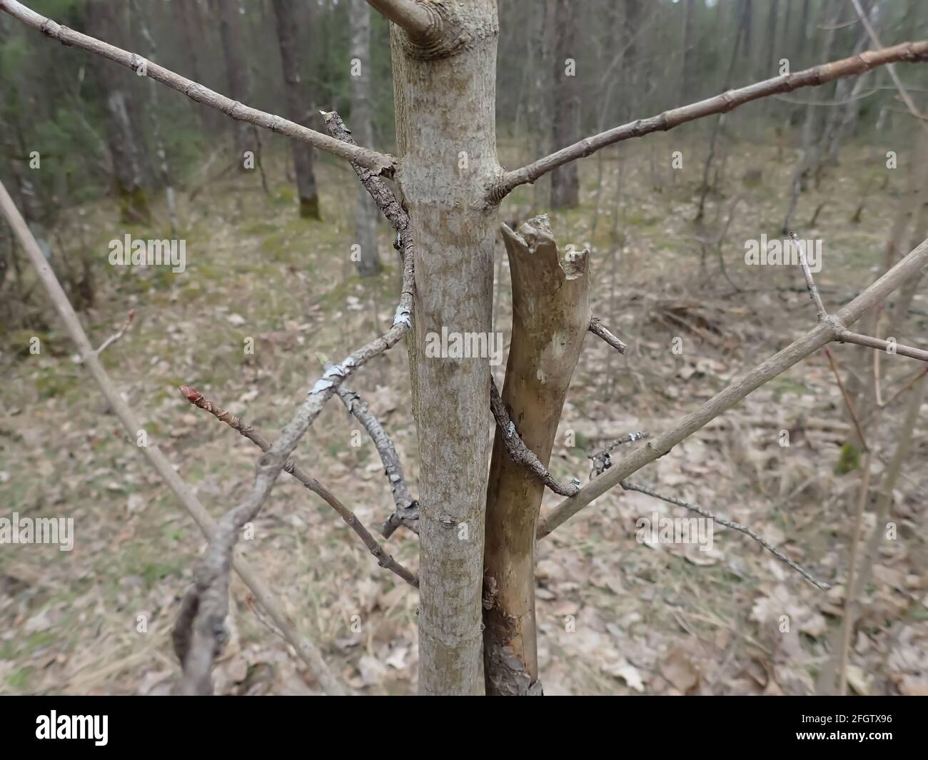 Storm damage. Toppled trees in the forest after a storm. Bokeh background. Stock Photo