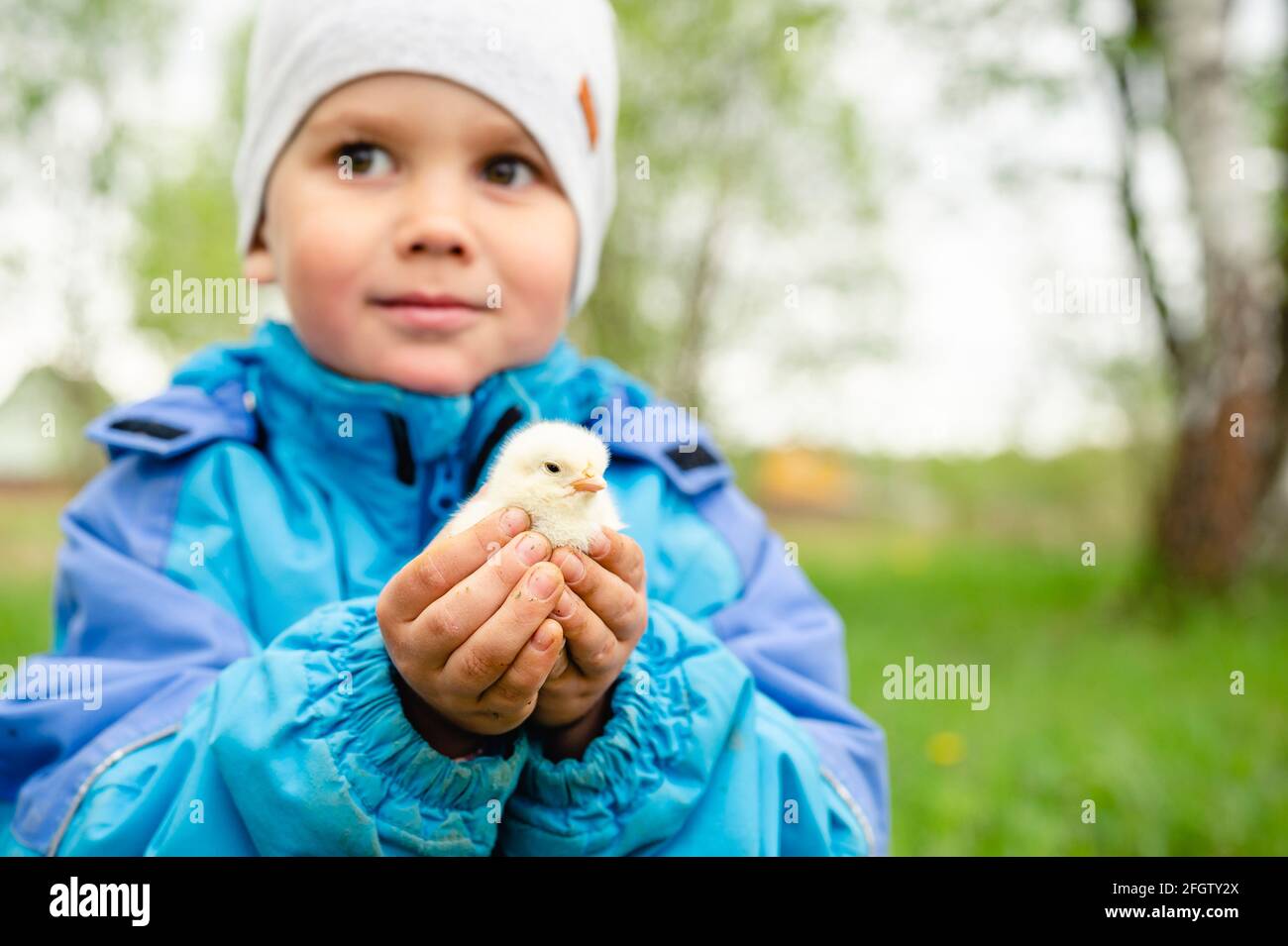 happy kid boy little farmer holds a newborn baby chicken in his hands