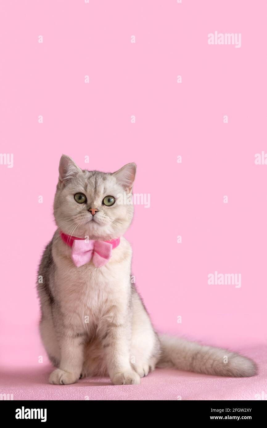 Adorable white british cat with pink bow tie Stock Photo