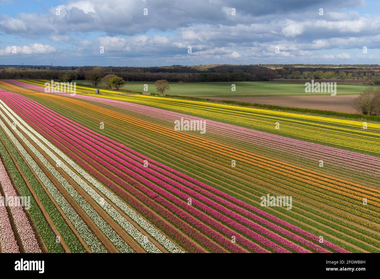 Thousands of tulips have burst into colour in fields near King's Lynn