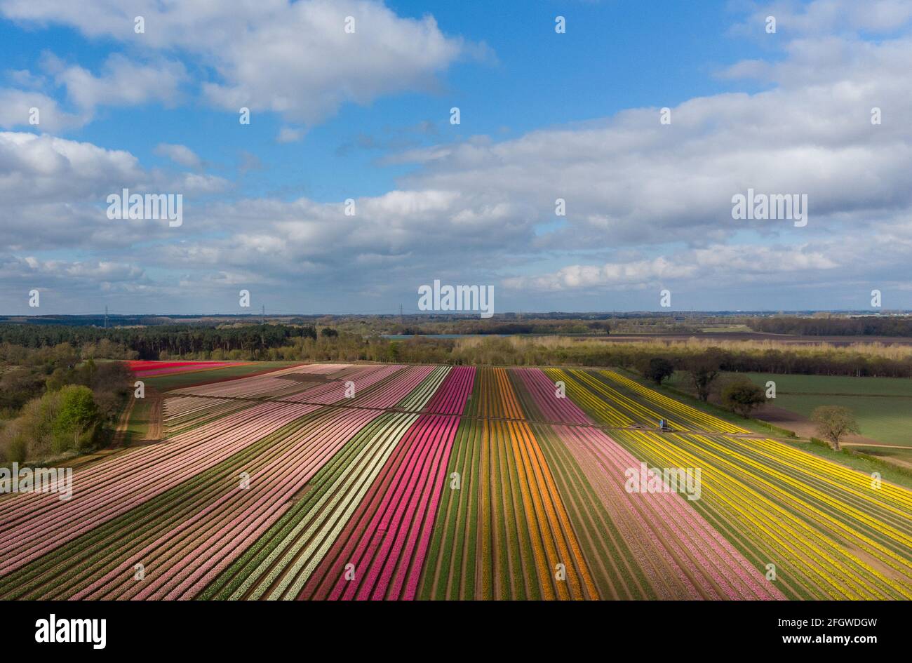 Thousands of tulips have burst into colour in fields near King's Lynn
