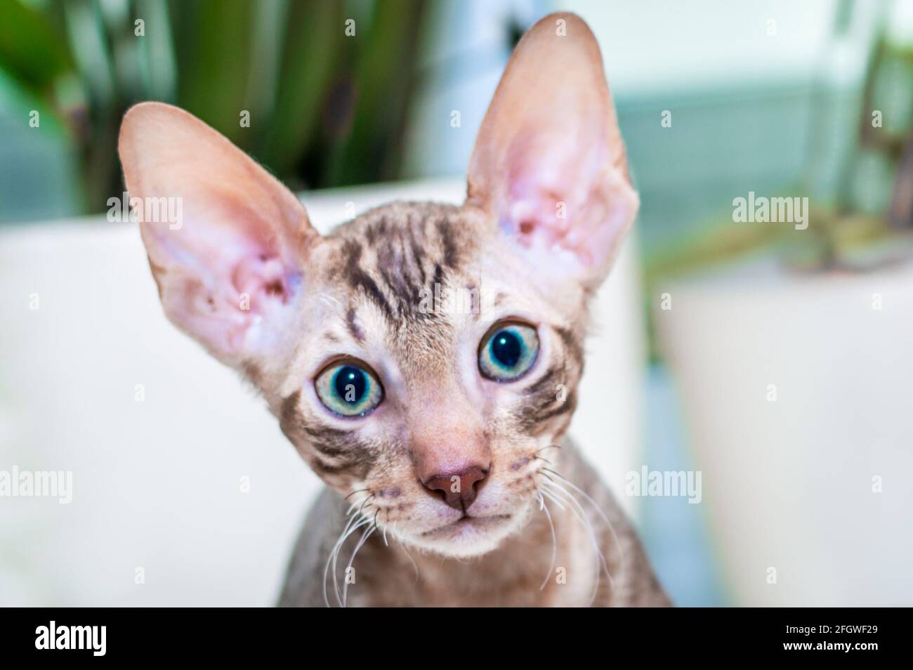 Portrait of a Cornish Rex kitten close up Stock Photo