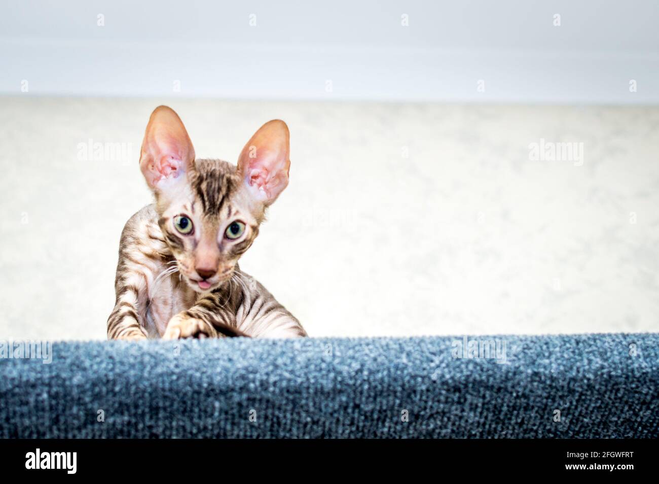 Kitten shows tongue. Breed Cornish Rex Stock Photo